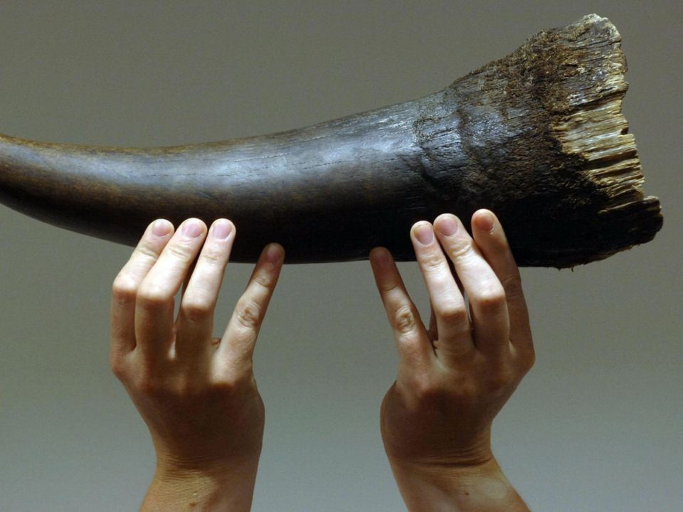 A rhino horn is held aloft as part of a range of Chinese medicines on show at the Trading Standards Institute conference in London