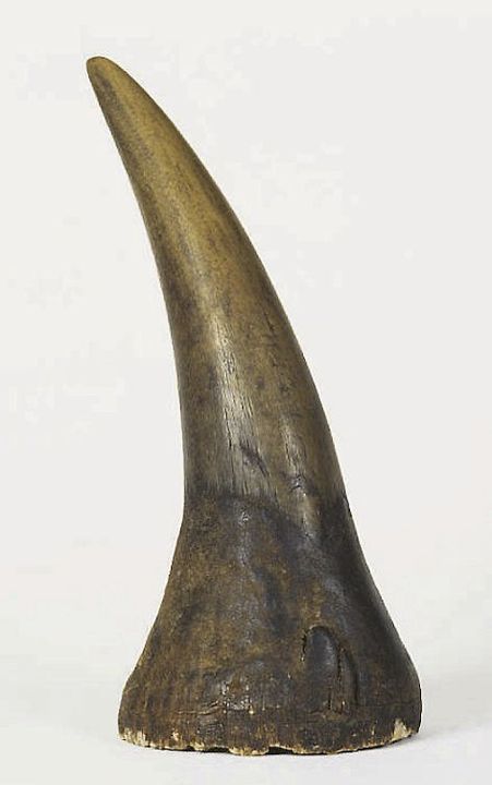 Rhino horn